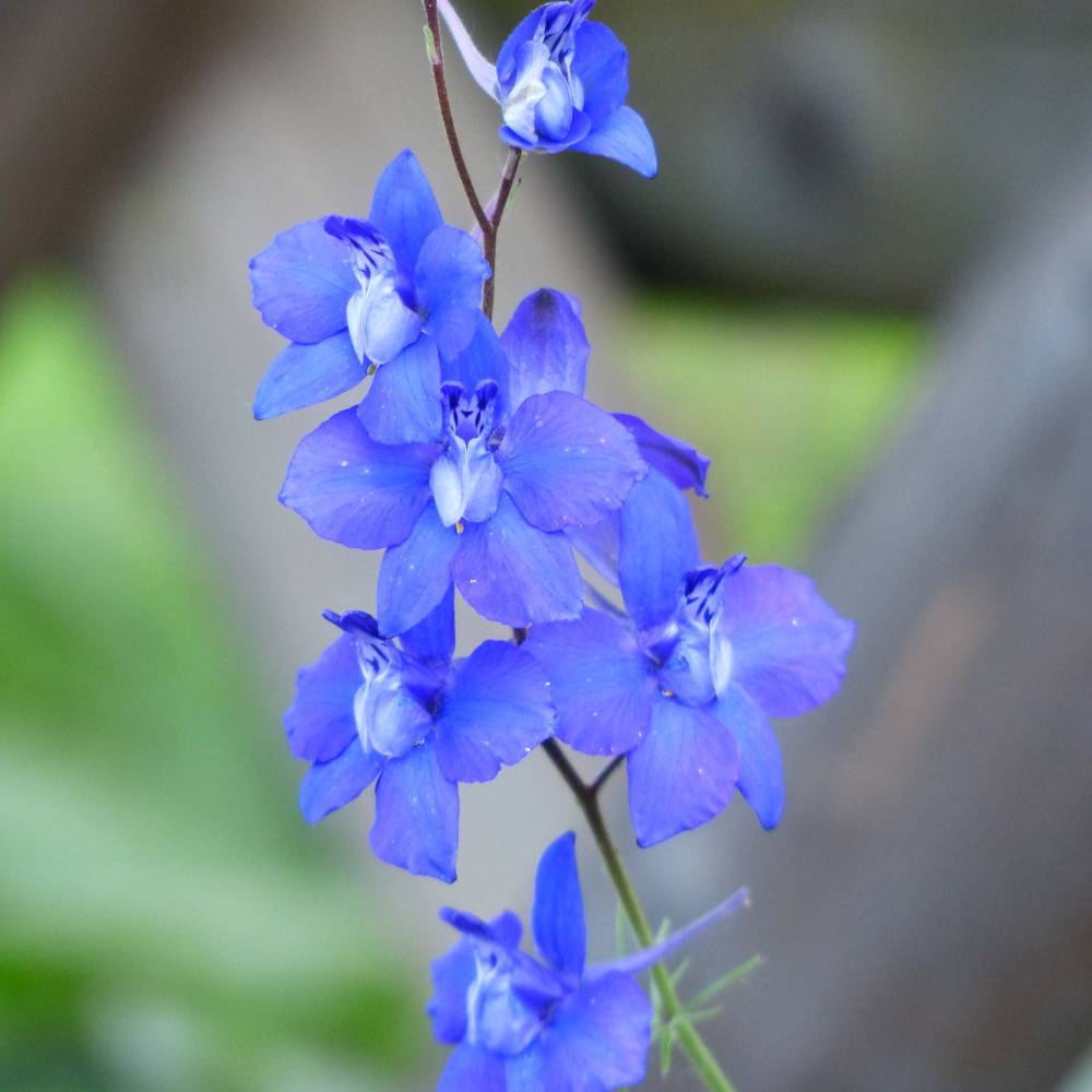 Delphinium