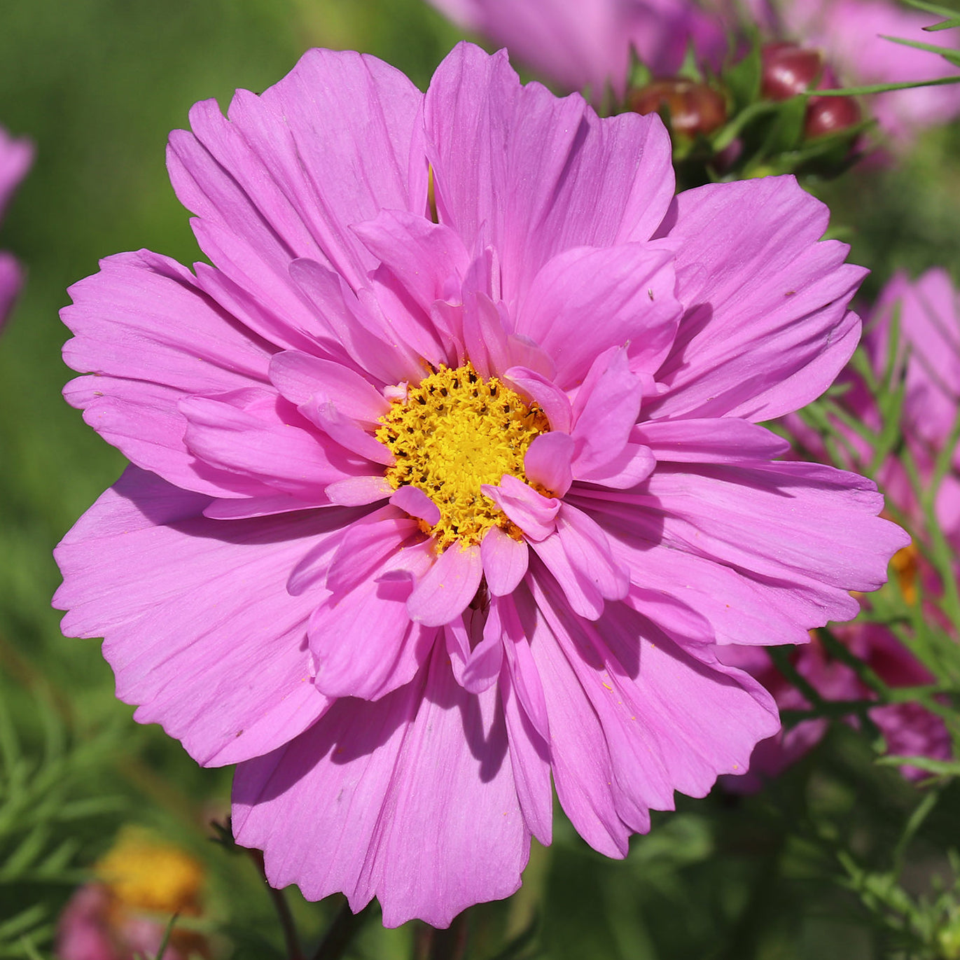 Flower Seeds