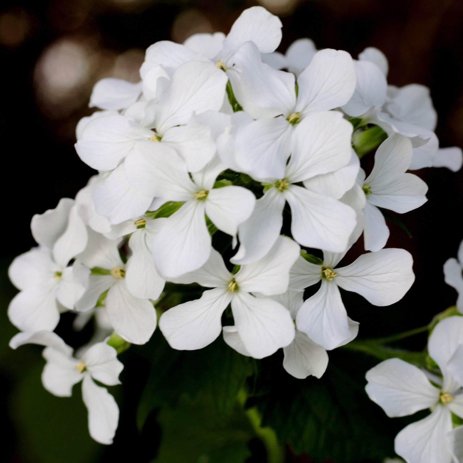 Lunaria (Honesty)