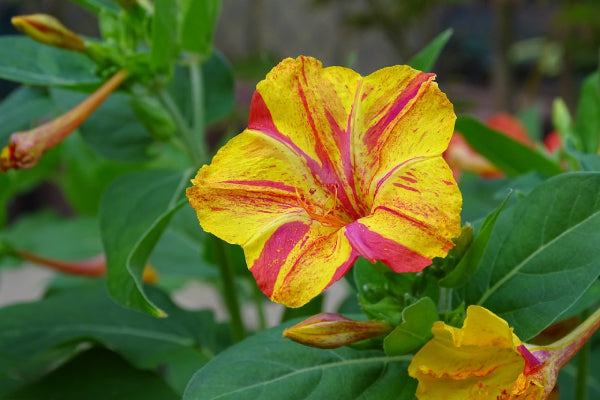Mirabilis Jalapa