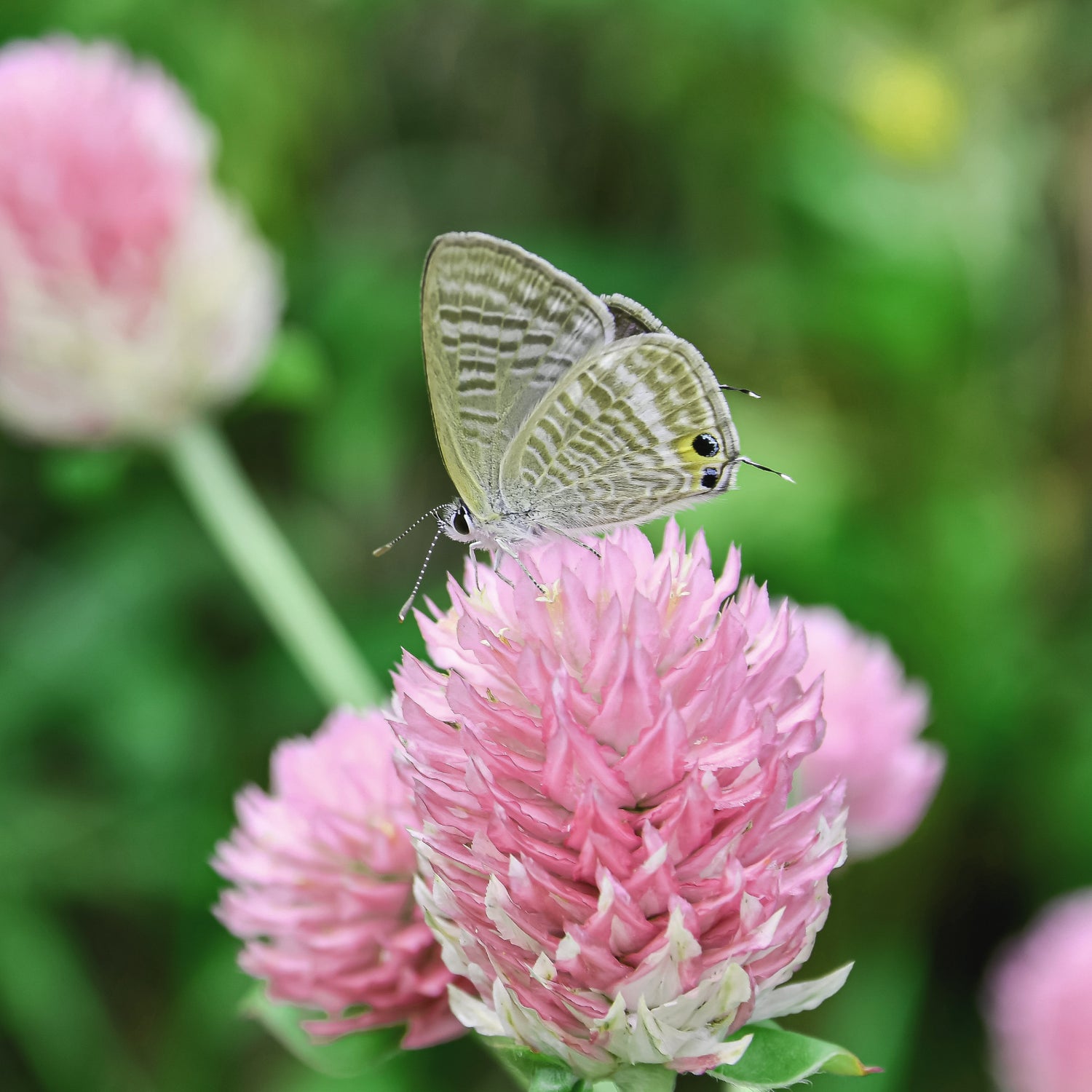 Gomphrena (Globe Amaranth)