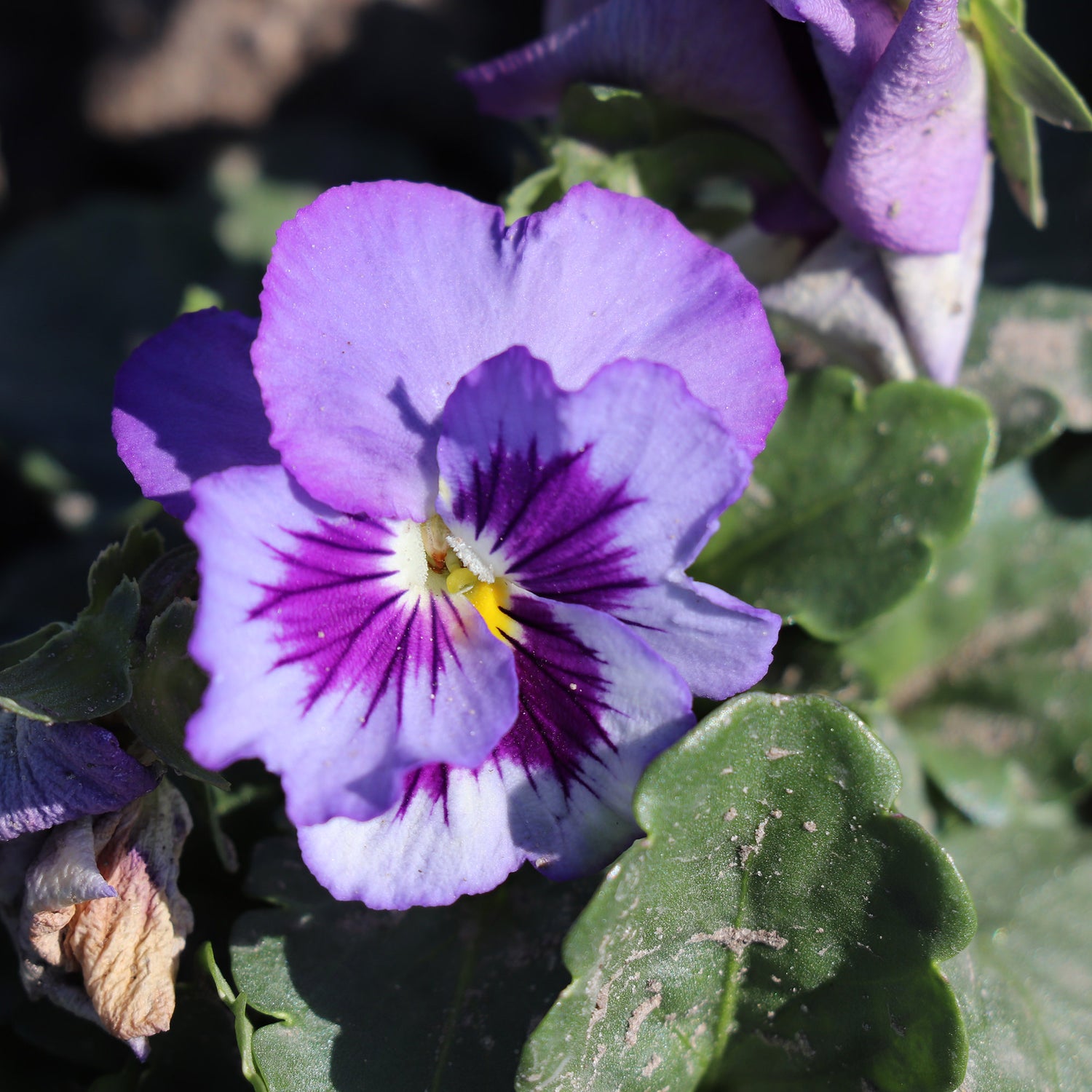 Pansy
