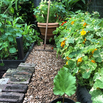 Direct Sowing Vegetables and Flowers