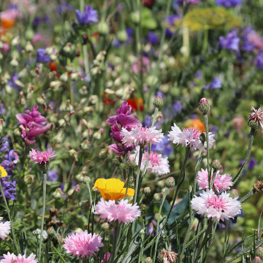 February Garden Prep: Start Seeds Indoors for a Bountiful Spring