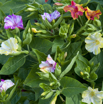 Mirabilis Jalapa Seeds