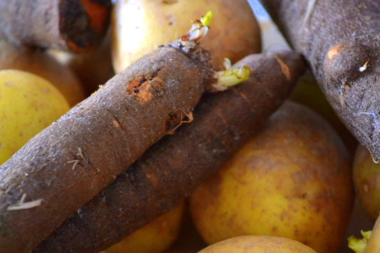 Scorzonera Black Salsify Seeds