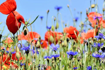 Can I Just Throw Wildflower Seeds on the Ground?