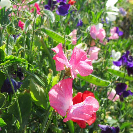 What are the easiest flowers to grow from Seed?