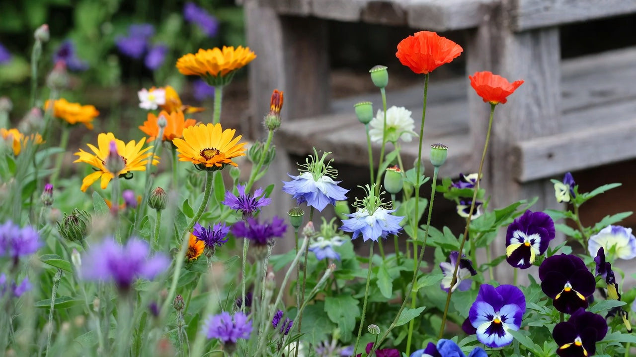 What Seeds to Sow in August: Northern Europe