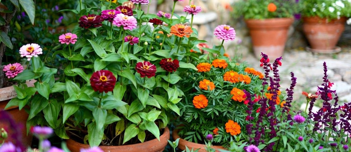 What Seeds to Sow in August: Mediterranean Climates