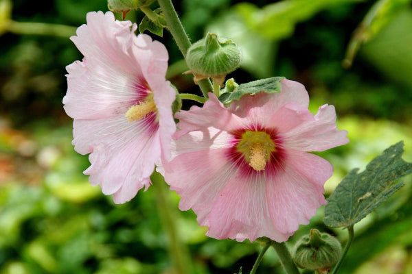 Hollyhock