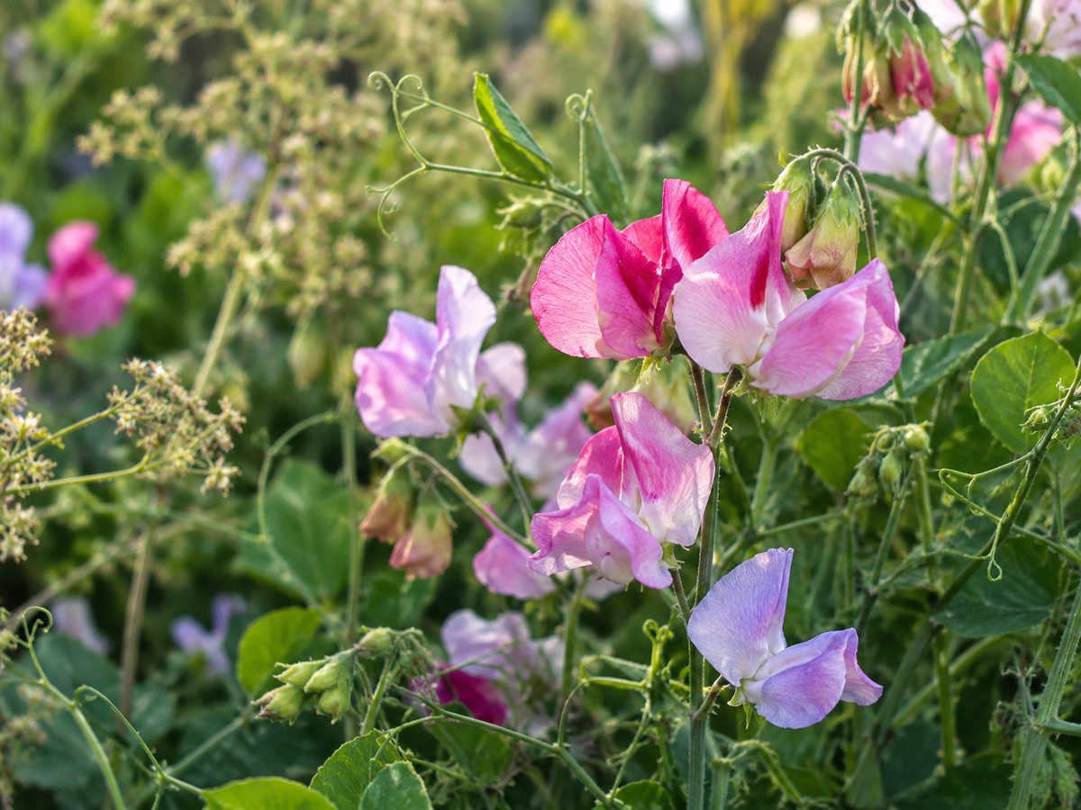 What Seeds to Sow in November: Temperate European Climates