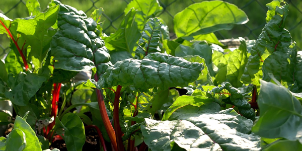 Vegetables & Herbs to Sow in October in Mediterranean Climates