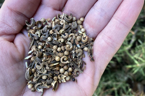 Shop Flower Seeds by Variety