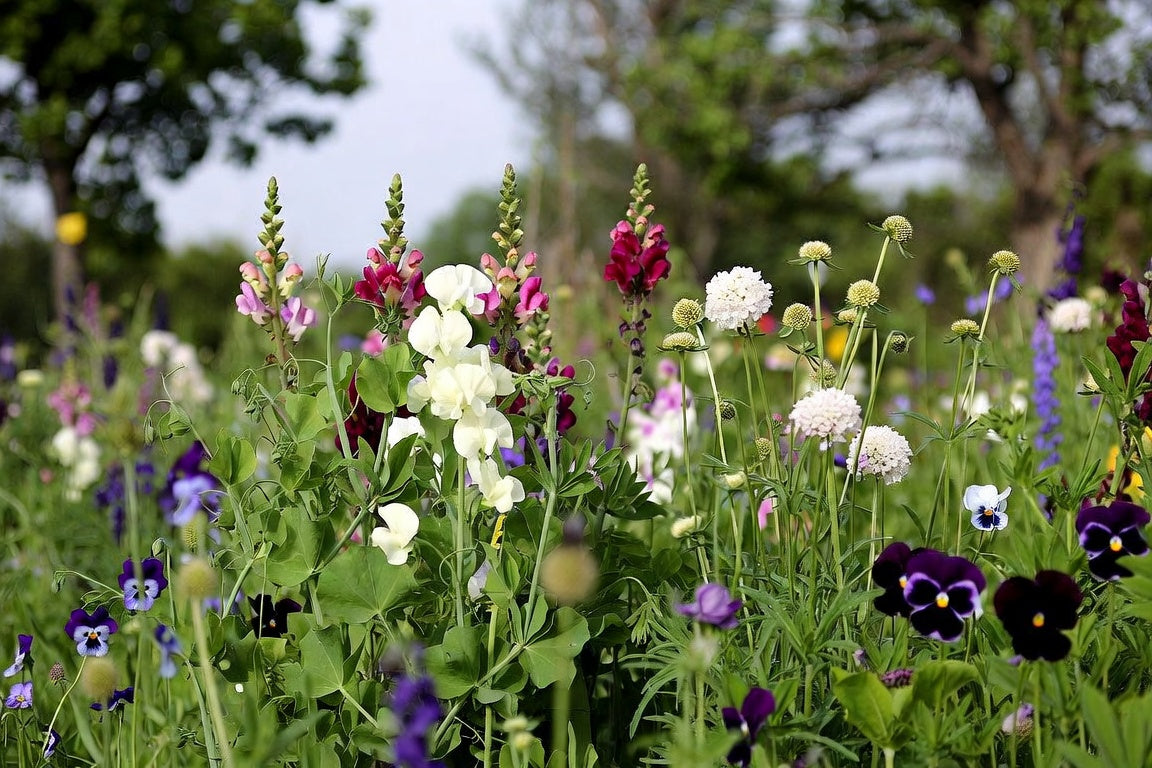 What Seeds to Sow in September: Temperate European Climates