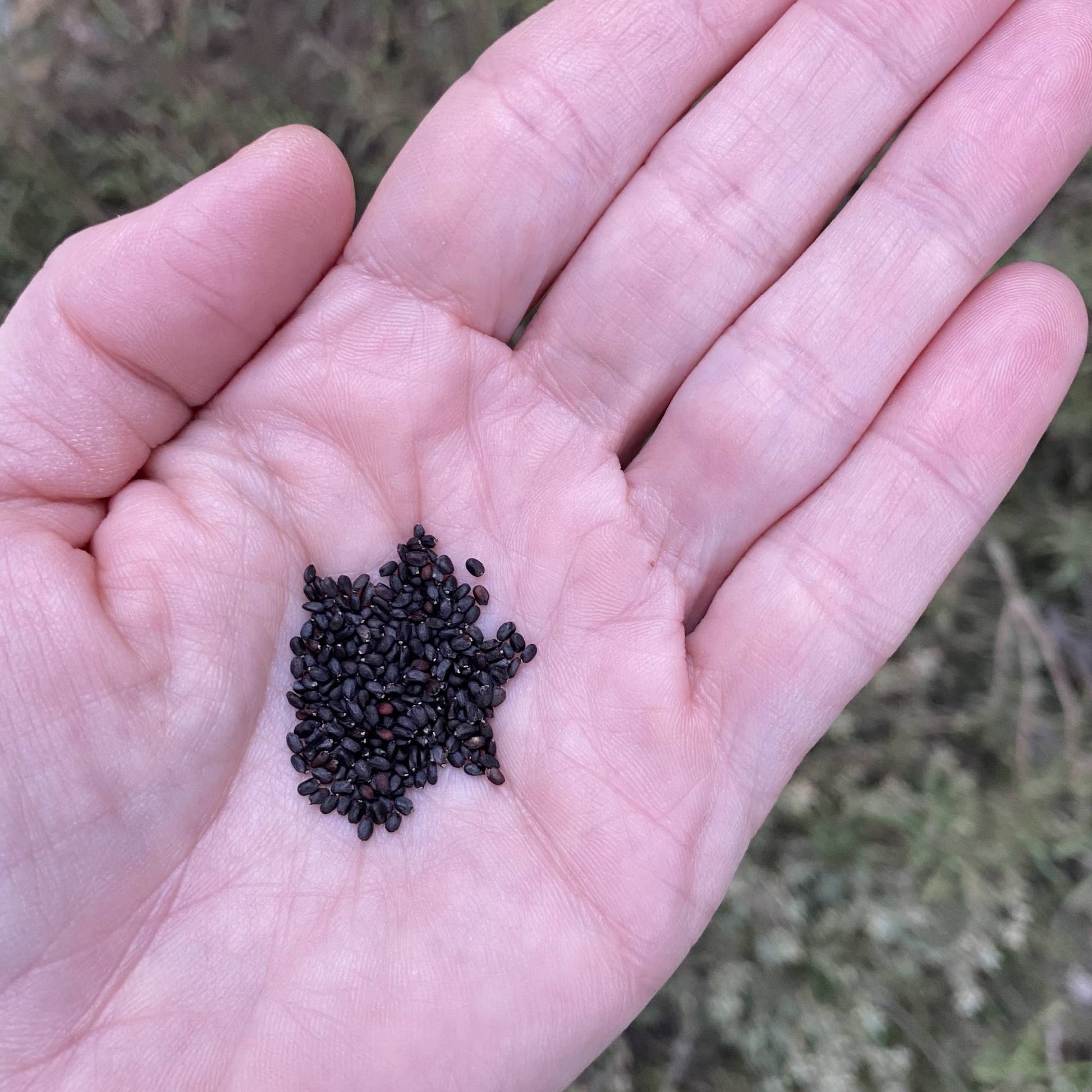 Basil Dark Opal Seeds