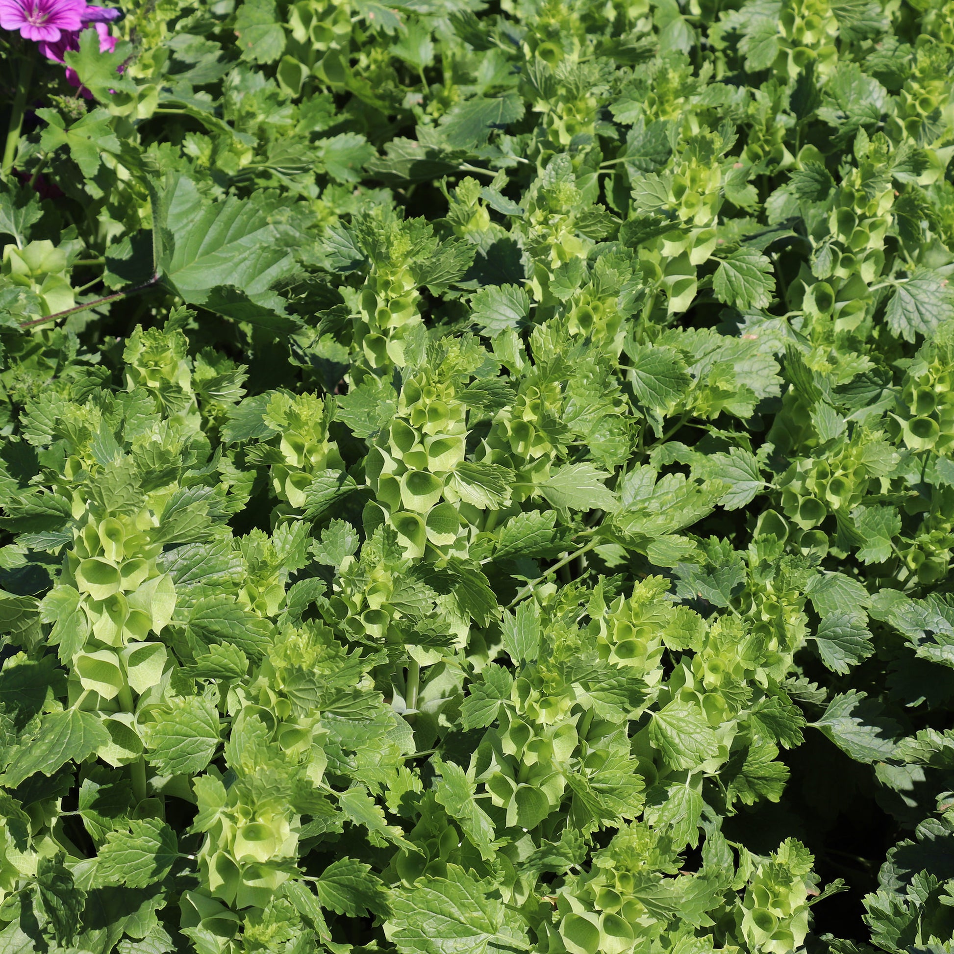 Bells of Ireland Seed