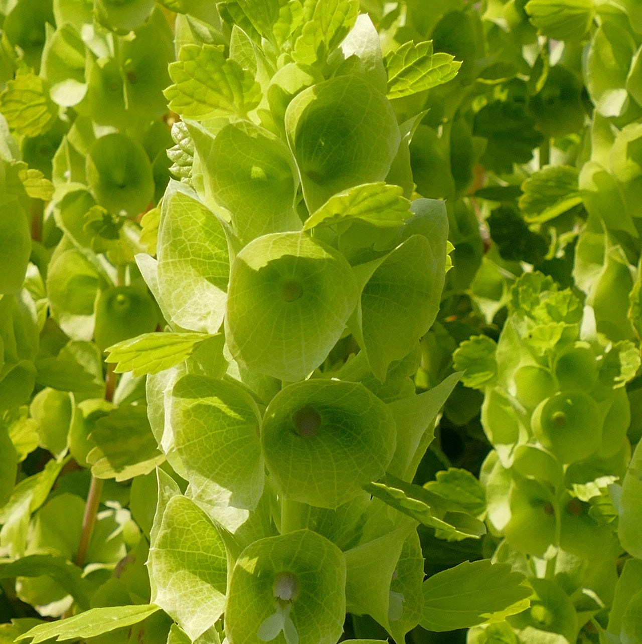 Bells of Ireland Pixie Bells Seeds
