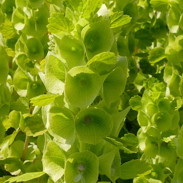 Bells of Ireland Pixie Bells Seeds