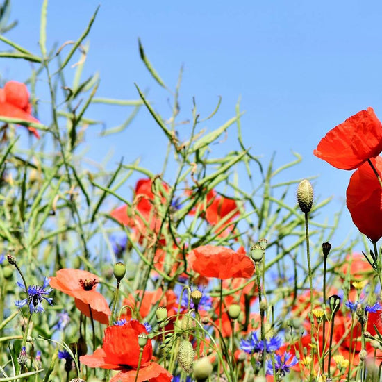Bio Wildflower Seeds: Meadow Mix