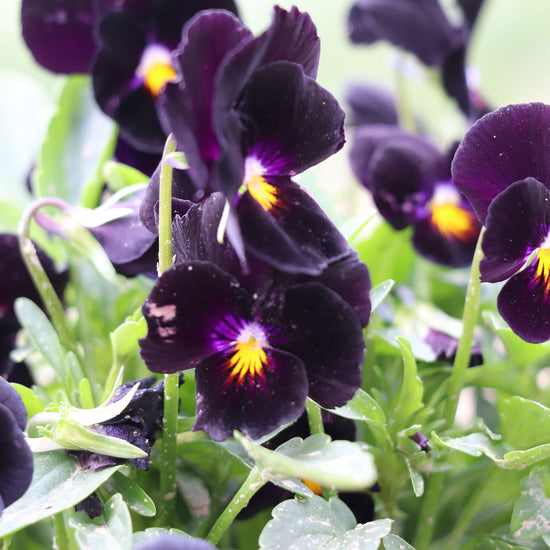 Viola Back to Black Seeds