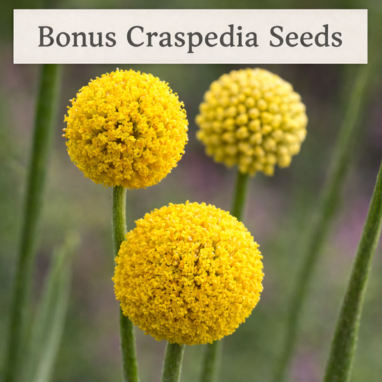 Bonus Craspedia Seeds