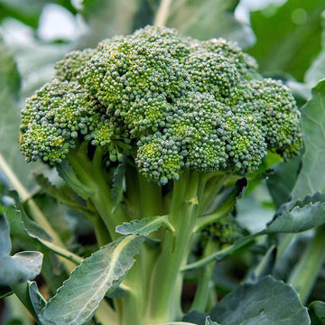 Organic Broccoli Bobby