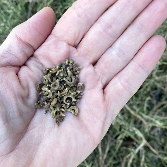 Calendula Funky Stuff Seeds Size