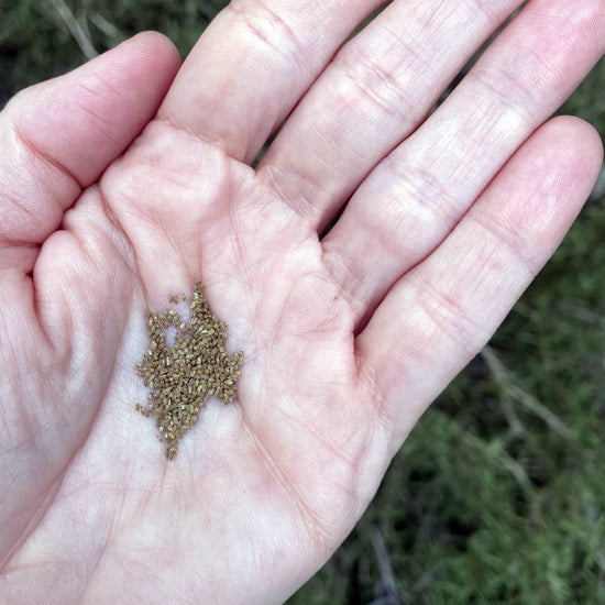 Celery Tango Seeds Size