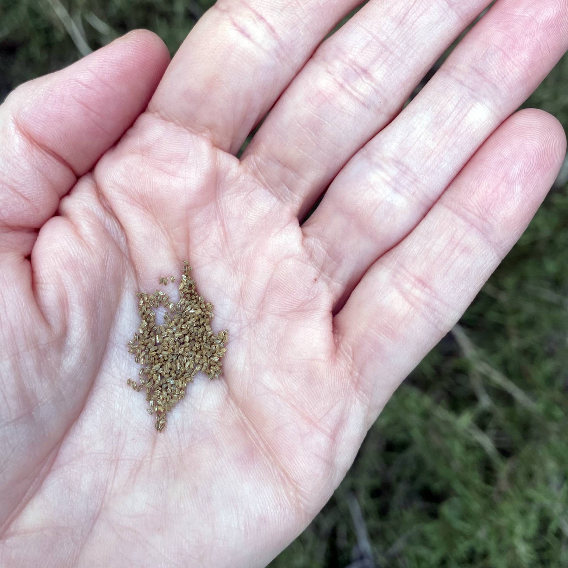 Celery Tango Seeds Size