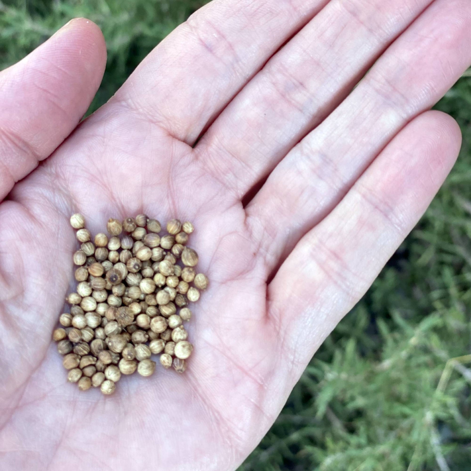 Coriander Seeds Size