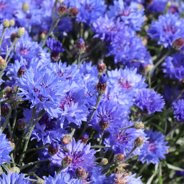 Cornflower Blue Boy