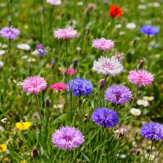Cornflower plants growing in a wildflower border
