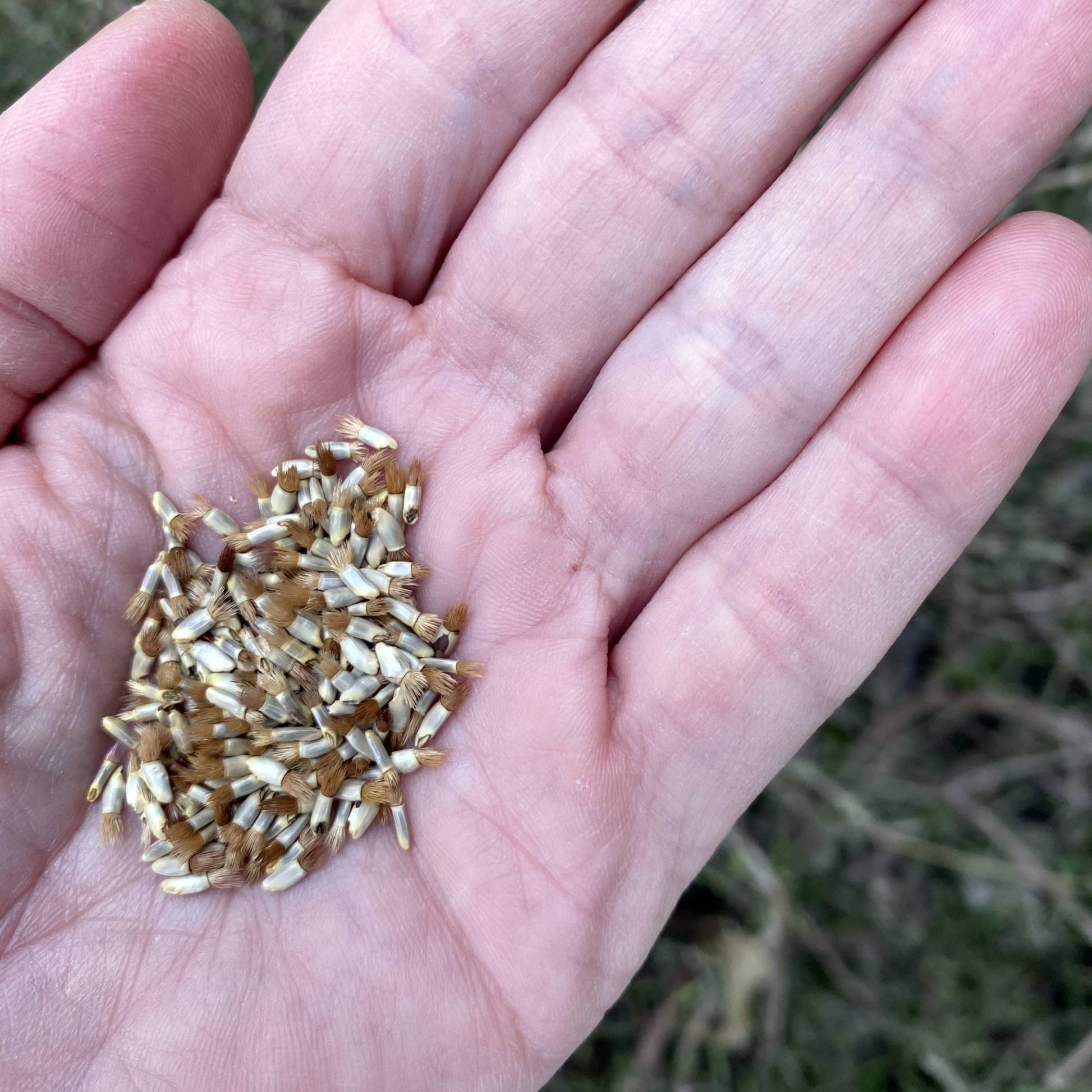 Cornflower Seeds
