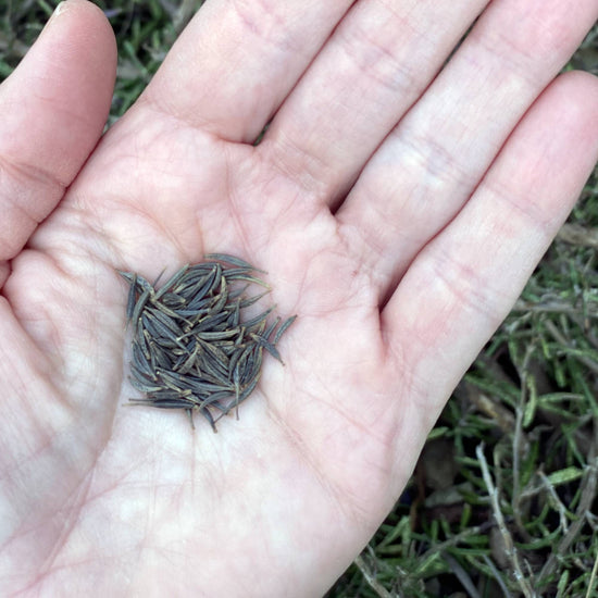 Cosmos Seeds Size