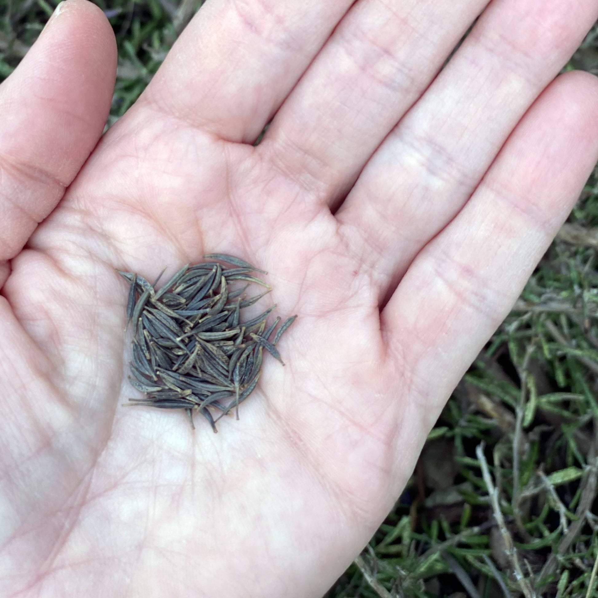 Cosmos Seeds Size