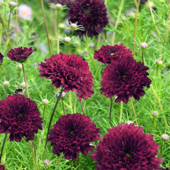 Cosmos Double Click Cranberries Seed