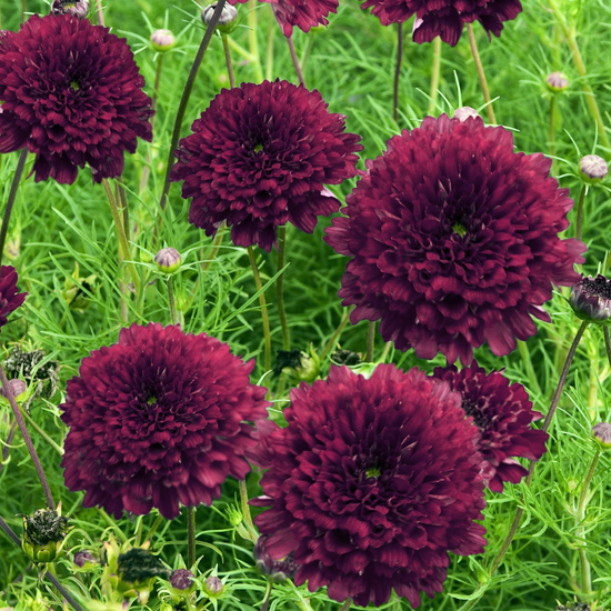 Cosmos Double Click Cranberries Seeds
