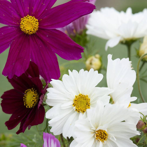 Cosmos Seed Mixed Colors