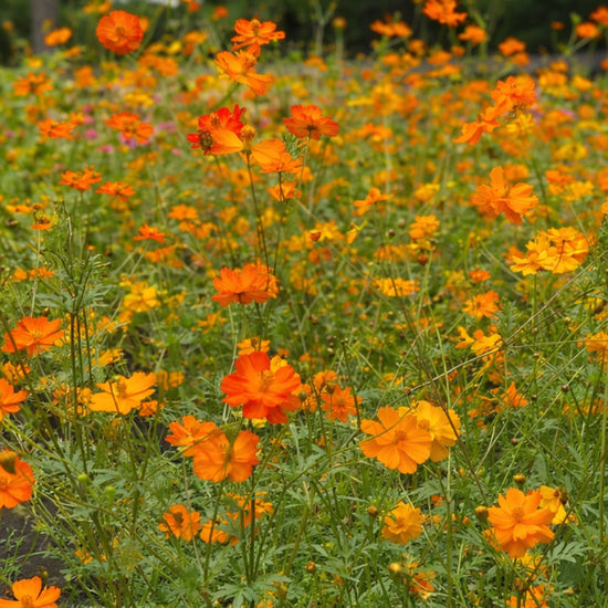 Cosmos Sulphureus Crest Orange Seeds