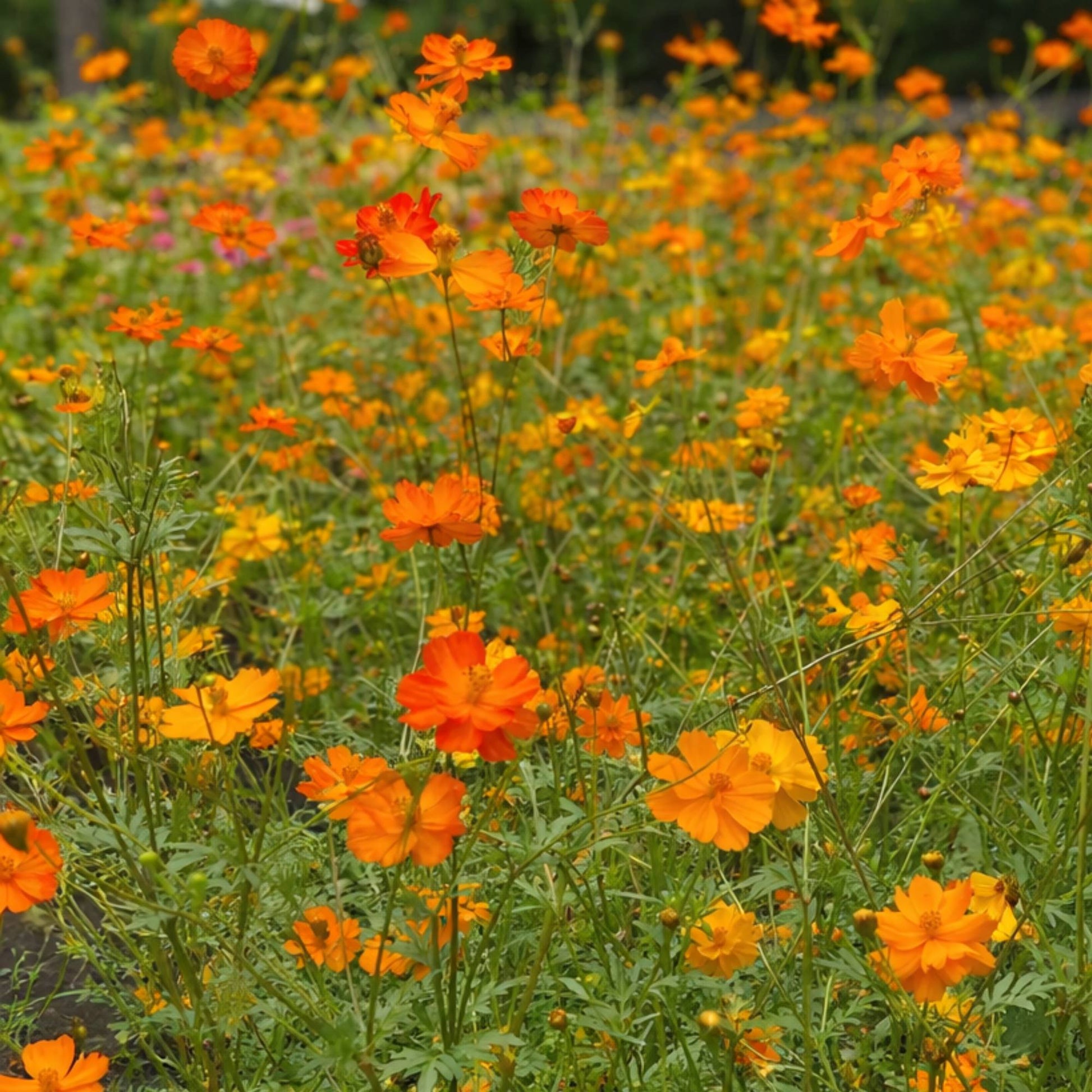 Cosmos Sulphureus Crest Orange Seeds
