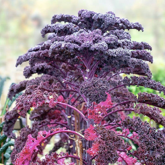 Organic Red Curly Kale 'Roter Grünkohl'