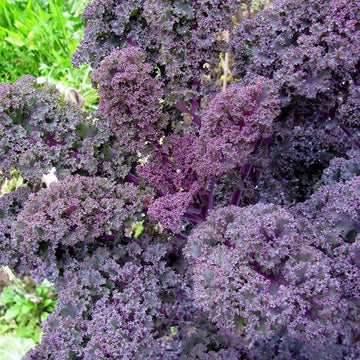 Organic Red Curly Kale 'Roter Grünkohl'