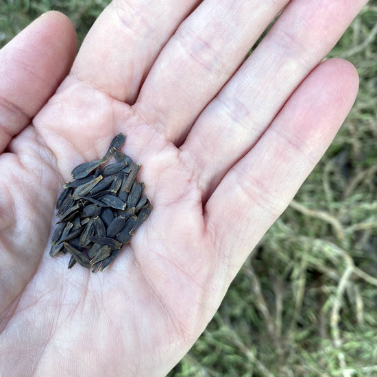 Dahlia Dandy Improved Mix Seeds Size