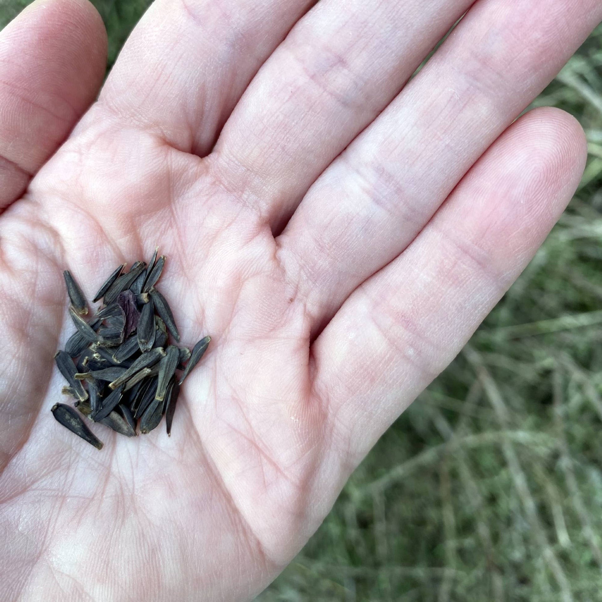 Dahlia Dwarf Cactus Mix Seeds Size