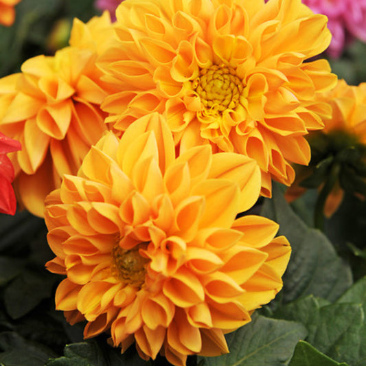 Dahlia Figaro Orange Seed