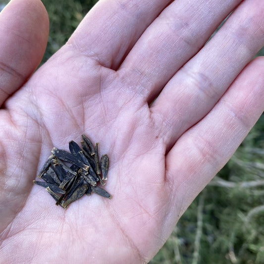 Dahlia Figaro Red Seeds Size