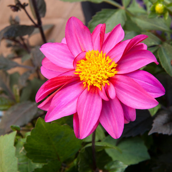 Dahlia Figaro Violet Seeds
