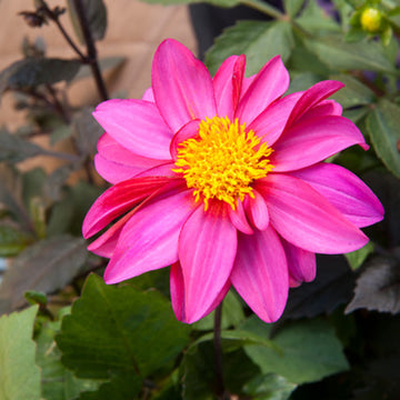 Dahlia Figaro Violet Seeds