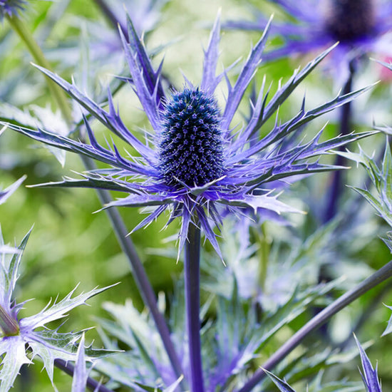 Eryngium blue hobbit seeds